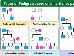 Image result for Inheritance Pedigree Chart