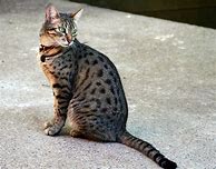Image result for Egyptian Cat Face