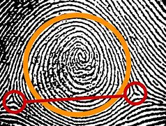 Image result for White Areas in a Fingerprint