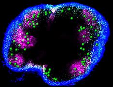 Image result for Brain Memory Cells