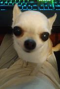 Image result for Chihuahua Eyes Meme
