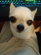 Image result for Angry Happy Chihuahua Meme