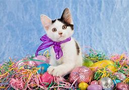 Image result for Easter Animal Pictures