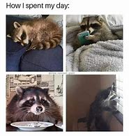 Image result for Raccoon Face Meme