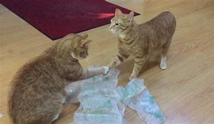 Image result for Cats Shaking Hands Meme