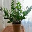 Image result for Low Light housePlants