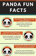 Image result for Giant Panda Fun Facts