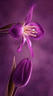 Image result for Purple Phone Wallpaper