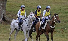 Image result for Horse Endurance Races