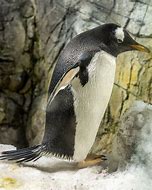 Image result for Osaka Aquarium Kaiyukan Penguin