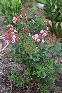 Image result for Lagerstroemia Eveline
