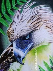 Image result for Philippine Eagle Drawing