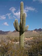 Image result for Arizona Cactus Species