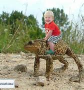 Image result for Cane Toad and Kids