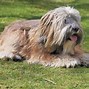 Image result for Dog Breeds Small Cute Face