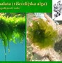Image result for algk