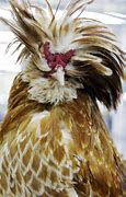 Image result for Bad Hair Day Birds