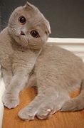 Image result for Scottish Fold Cutest Cat in the World