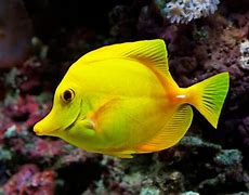 Image result for 1080 1080 Image of a Fish