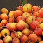 Image result for Malus Eleyi
