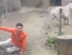 Image result for Ukraine Tiger Zookeeper Mauled