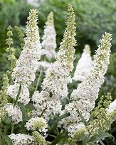 Image result for Buddleja White Ball