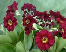 Bildergebnis für Primula auricula Favourite