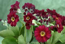 Image result for Primula auricula Claudia Taylor