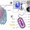 Image result for Chromatin Function Cell