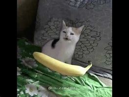 Image result for Cat Inside Banana Meme