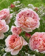 Image result for Rosa Abraham Darby (R)