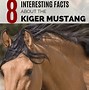 Image result for Buckskin Kiger Mustang