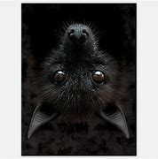 Image result for Bat Portrat