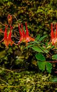 Image result for Wisconsin's Best Native Plants