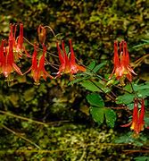 Image result for Wisconsin's Best Native Plants