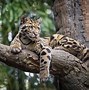 Image result for Clouded Leopard Facts
