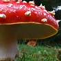 Image result for Different Mushrooms Types