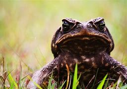 Image result for Angry Toad
