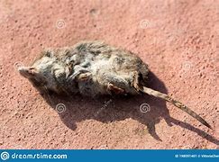 Image result for Common Vole