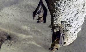 Image result for Bat Pooing Wile Flying