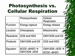 Image result for Photosynthesis vs Cellular Respiration Formulas
