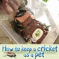 Image result for Pet Cricket Homes