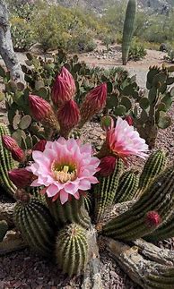 Image result for Arizona Cactus Varieties