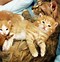 Image result for Cat Family