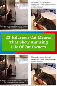 Image result for Hilarious Cat Memes