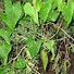 Image result for Invasive Milkweed Vine