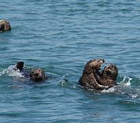 Image result for Usfws Sea Otter