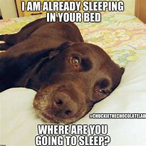 Image result for Funny Chocolate Lab Memes