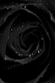 Image result for Diamond Rose iPhone 4