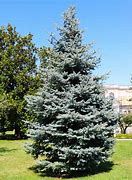 Image result for Picea pungens Scottie